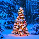 Die Weihnachtsbaumkönigin - Premiere